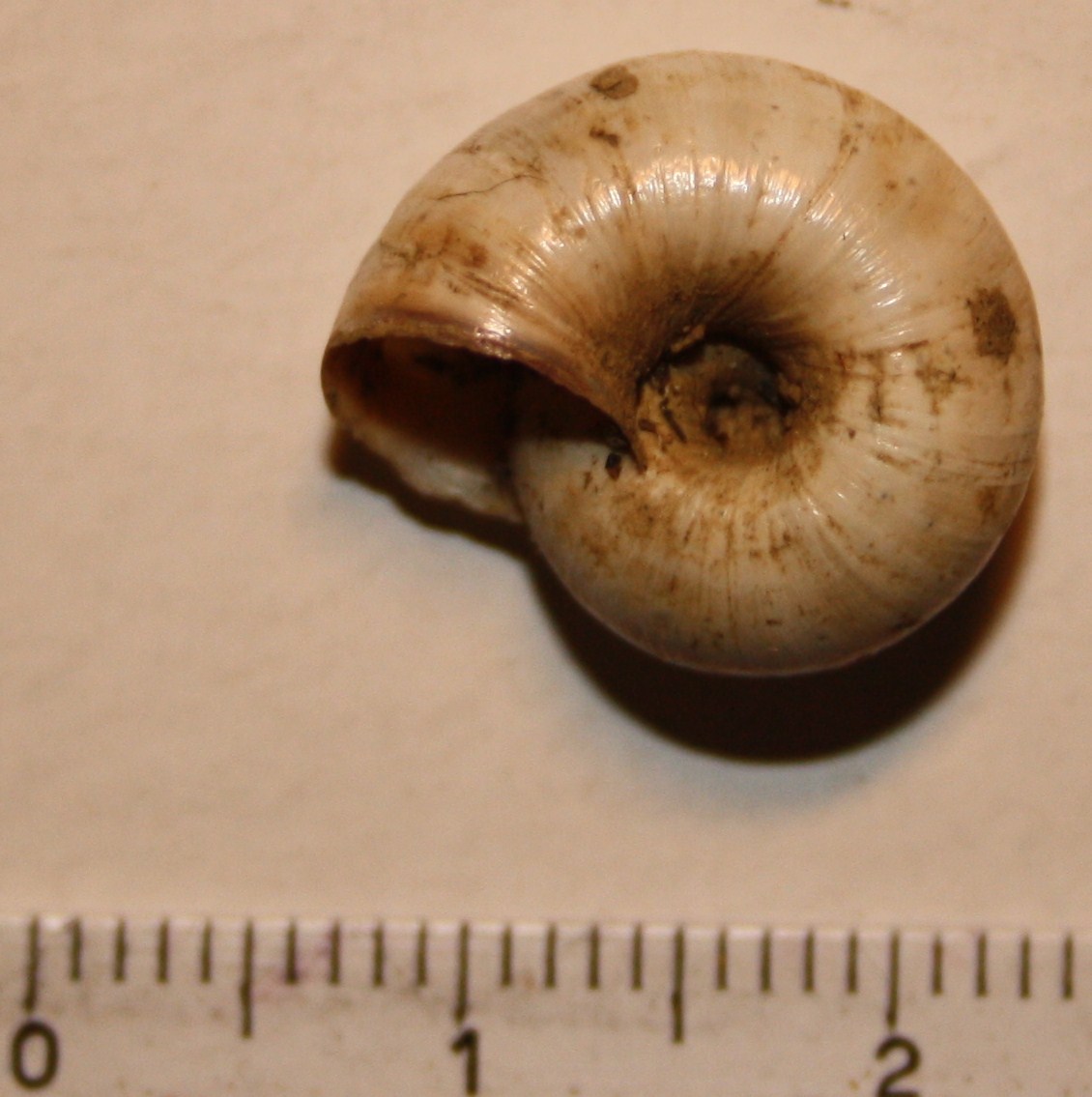 Monacha cartusiana e Cernuella cf. neglecta